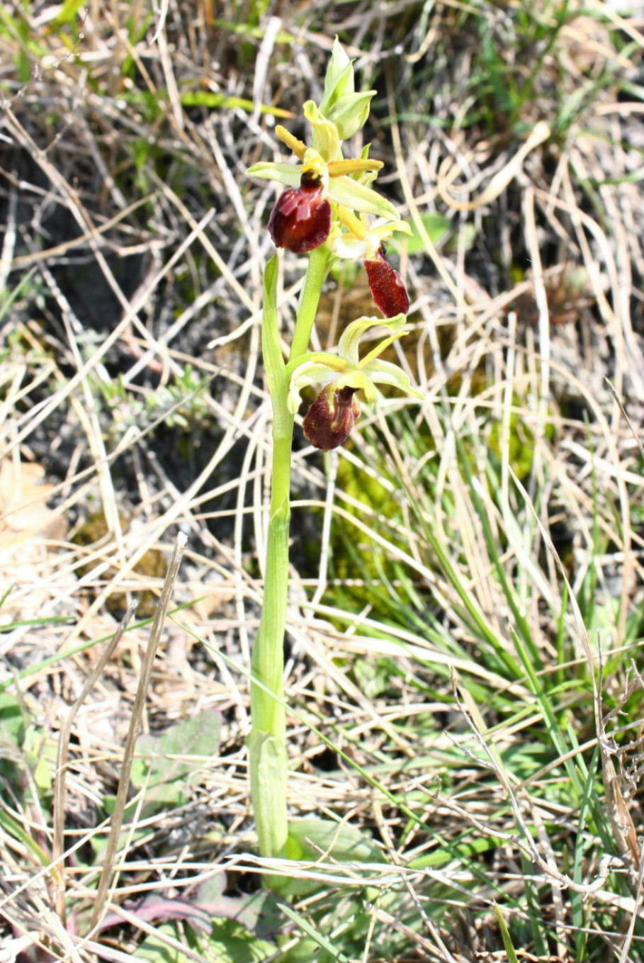 Ophrys da determinare